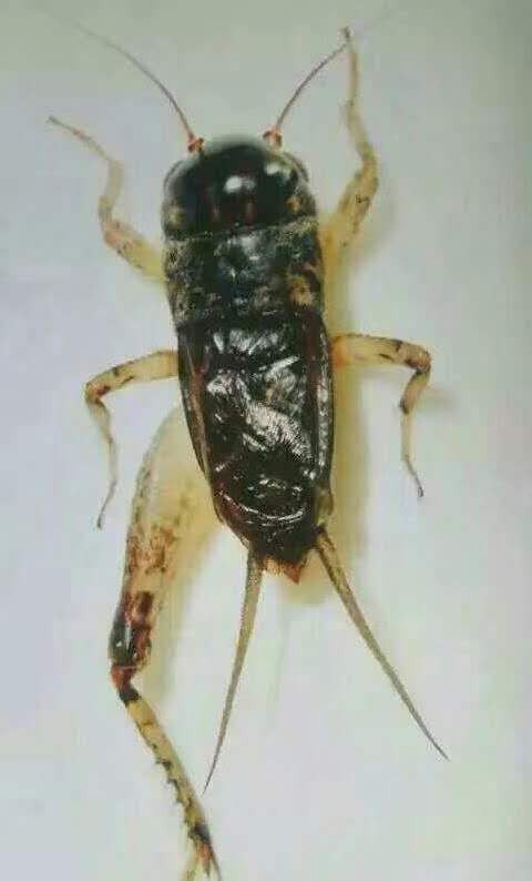 一只优良的蟋蟀,必须有一个强壮的体魄,发达的骨格和匀称的外形